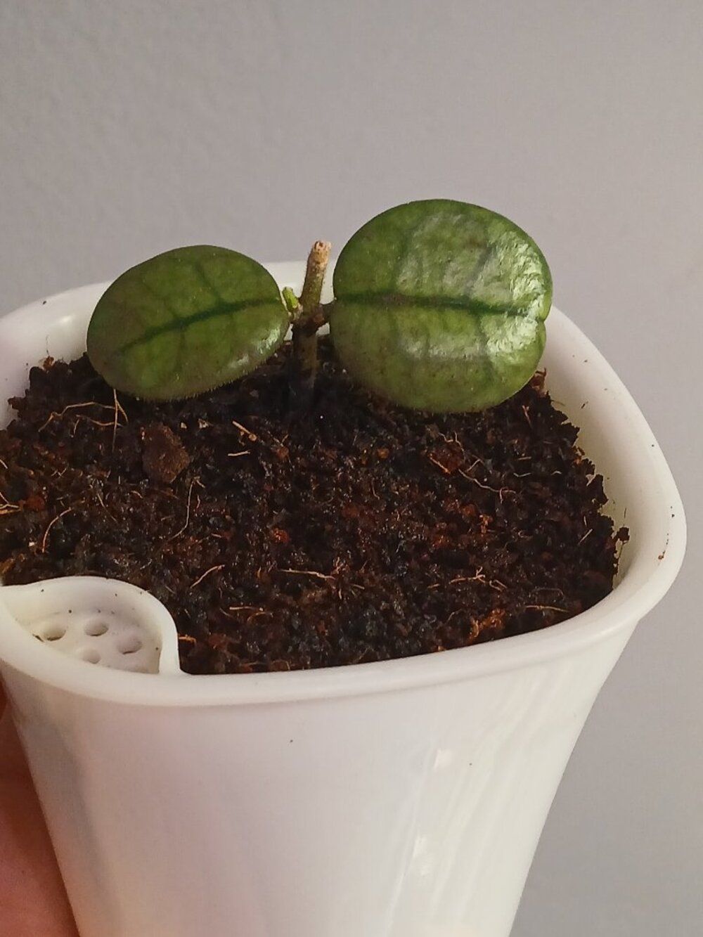 Hoya Sichaunensis